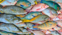 Close up of a variety of colorful fresh fish on display at fishmarket.