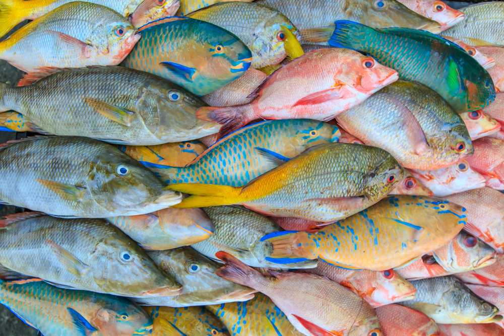 Close up of a variety of colorful fresh fish on display at fishmarket.