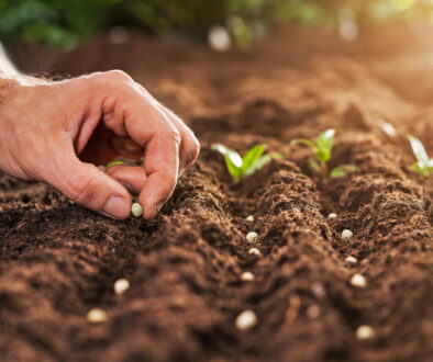 Farmer's,Hand,Planting,Seeds,In,Soil,In,Rows