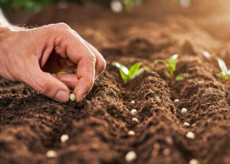 Farmer's,Hand,Planting,Seeds,In,Soil,In,Rows