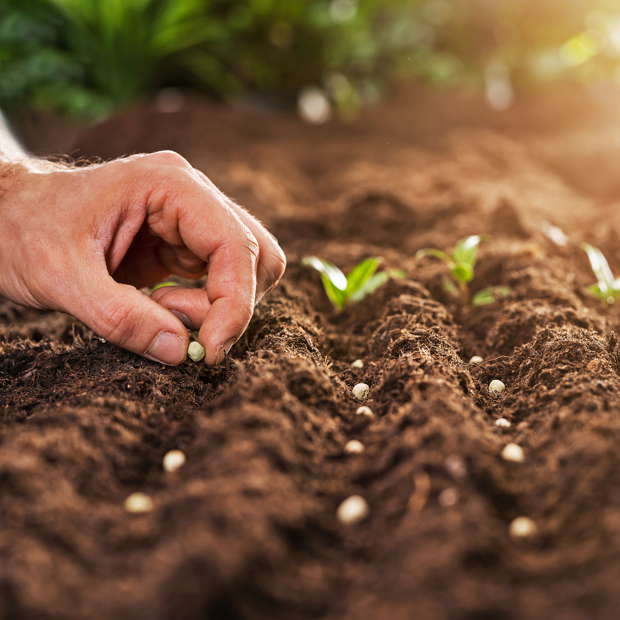 Farmer's,Hand,Planting,Seeds,In,Soil,In,Rows